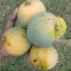 চাঁপাইনবাবগঞ্জের জি আই স্বীকৃত খিরসাপাত (হিমসাগর) আম সরাসরি বাগান থেকে আপনার ঘরে।